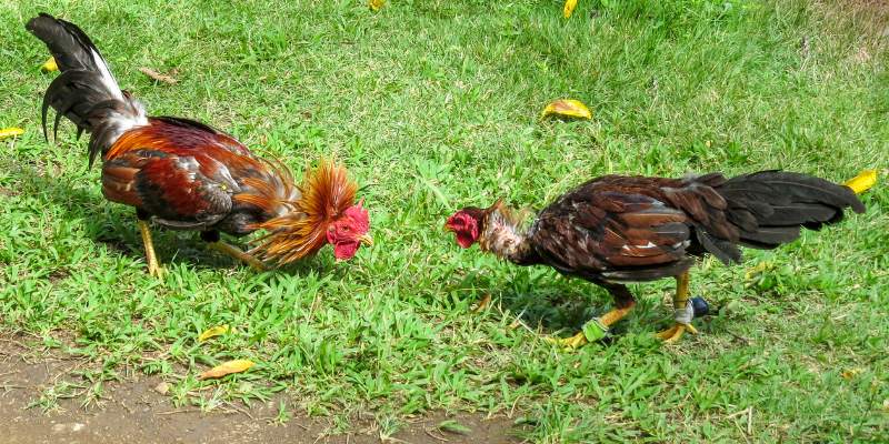 cac-hinh-thuc-thi-dau-noi-troi-nhat