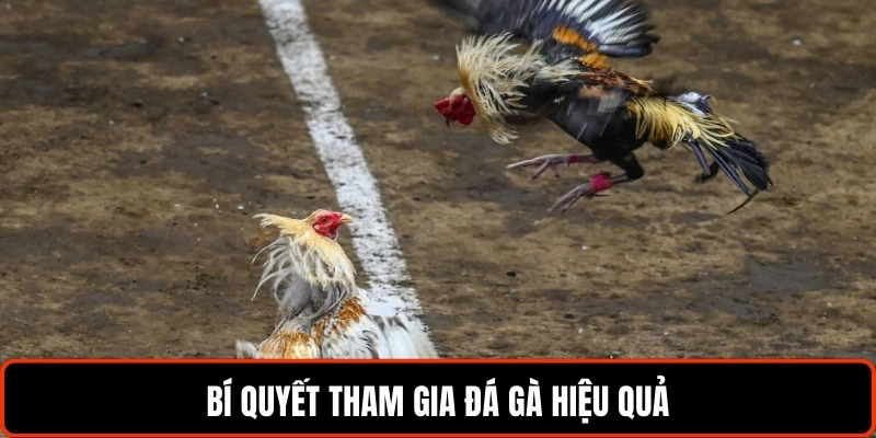 bi-quyet-tham-gia-da-ga-lc88-hieu-qua