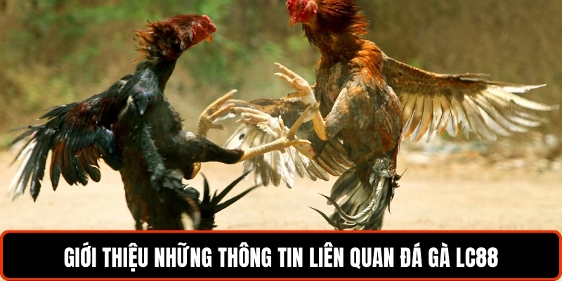 gioi-thieu-nhung-thong-tin-lien-quan-da-ga-lc88